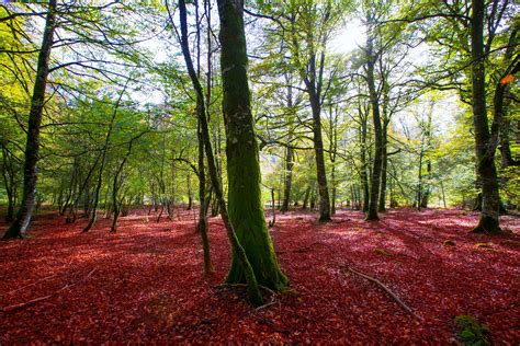 selva de irati verano|Paseos naturalísticos por la Selva de Irati